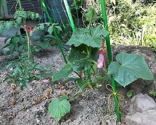 夏野菜、庭木ガーデンの隙間で生育中