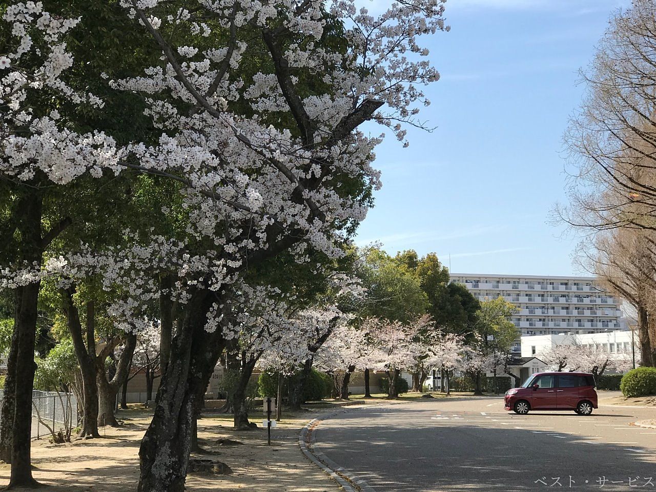 岡山県総合グラウンドの桜/南口