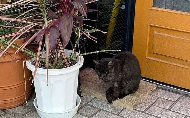 岩田町のにゃん、その後の様子