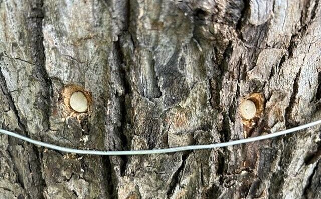 街路樹につくカメムシには注射が効く